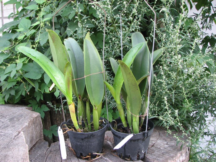 Brassolaeliocattleya Sanyung Ruby 'Shin Mei' (Waianae Coast x Chia Lin).JPG