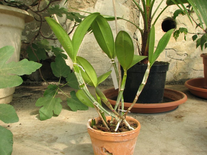 Cattleya violacea.JPG