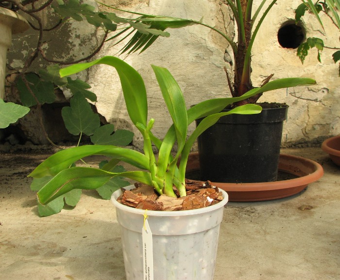 Aerides quinquevulnera var. purpurata.JPG