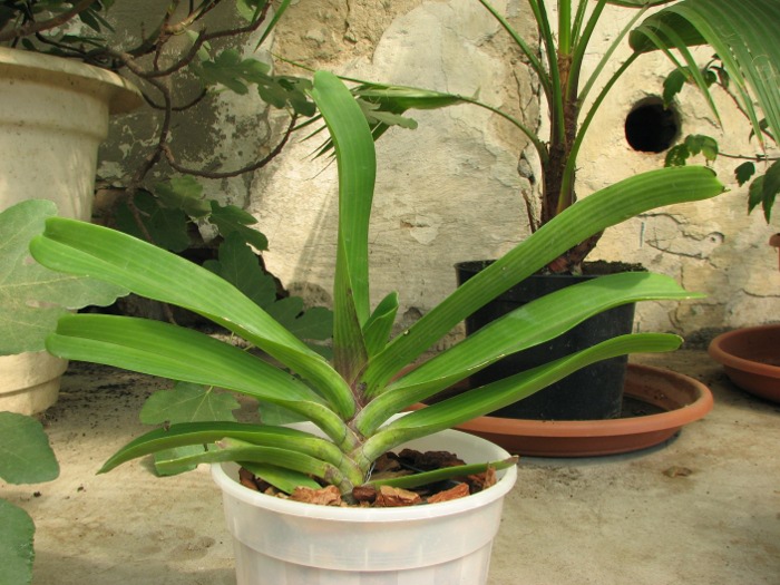 Rhynchostylis gigantea red.JPG