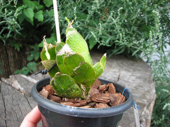 Dendrobium platycaulon.JPG