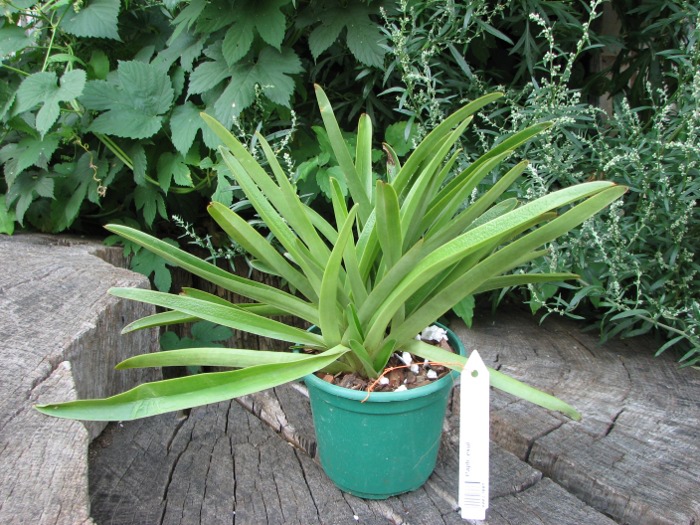 Paphiopedilum exul.JPG