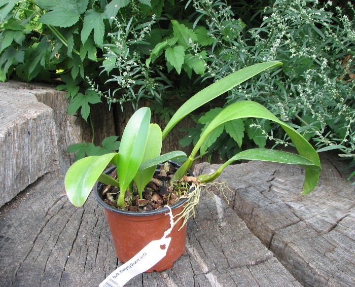 Bulbophyllum Hsinying Grand-arfa.JPG