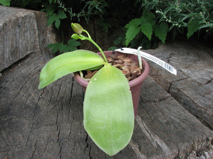 Phalaenopsis amboinensis x Phalaenopsis Penang Girl.JPG