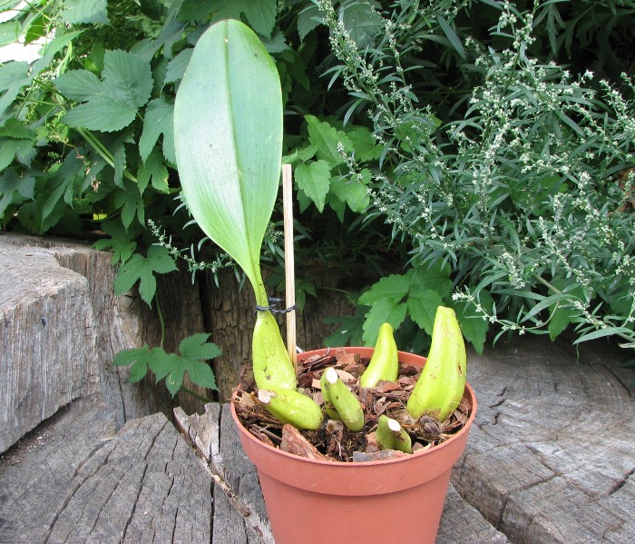 Bulbophyllum lobbii.JPG