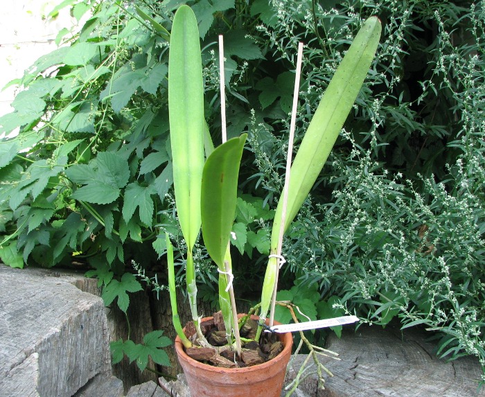 Laelia purpurata estriata 'Doracy' x self.JPG