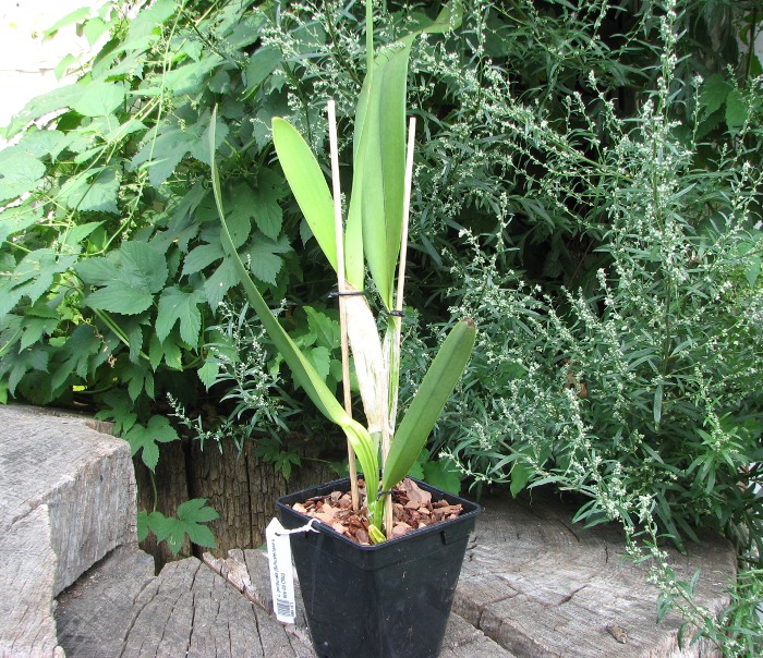 Laelia purpurata (Schusteriana x aco do Clito).JPG