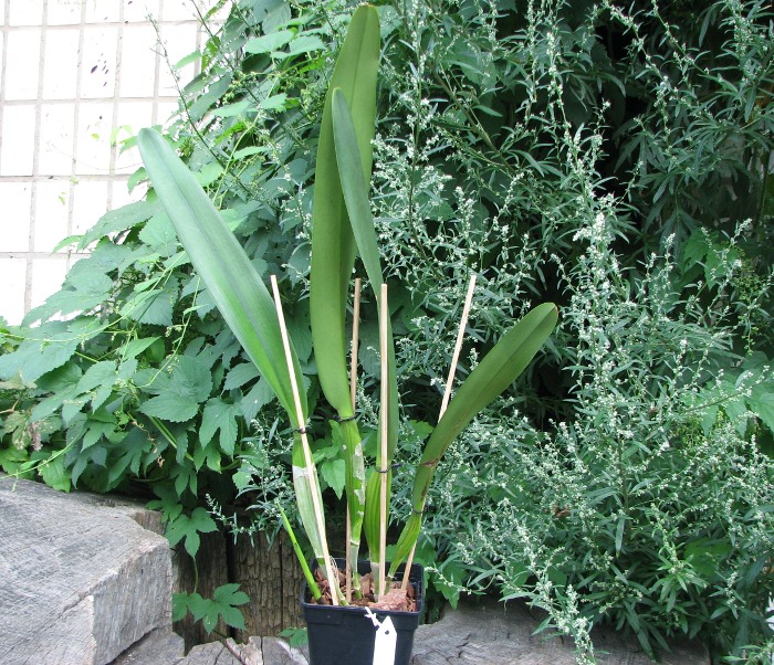 Laelia purpurata (Anelata 'Adans' x Anelata).JPG