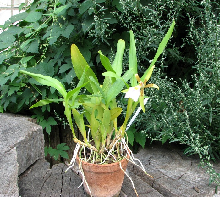 Aspasia silvana.JPG