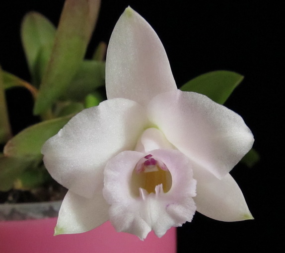 Laelia alaori