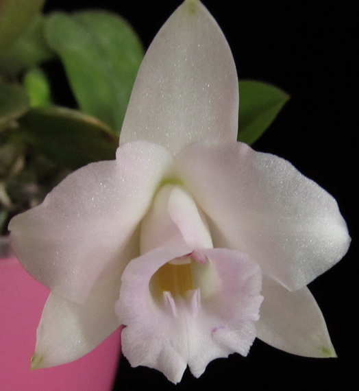 Laelia alaori