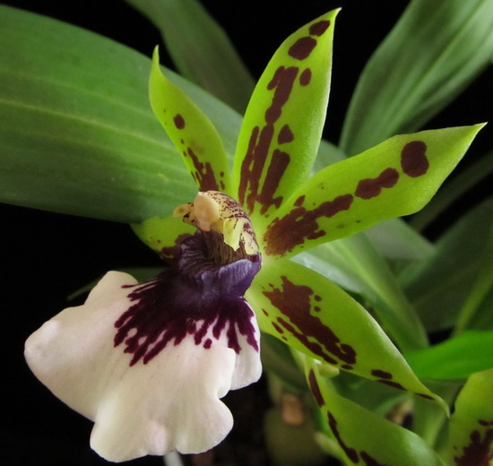 Zygopetalum hybrid