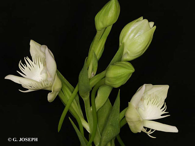 Pecteilis susannae1.jpg