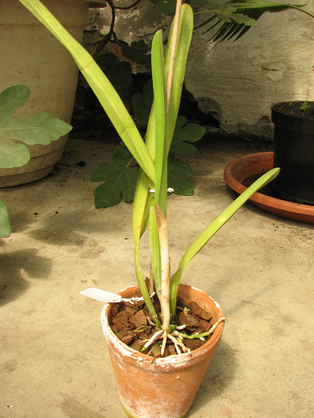 Laelia purpurata werkhauseri x sib.jpg