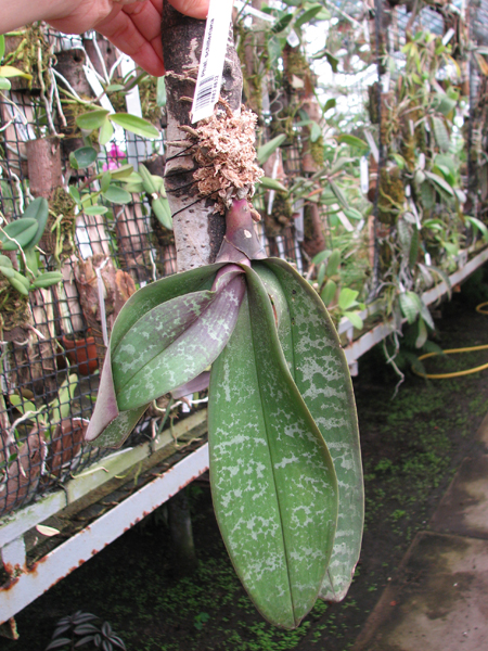 Phalaenopsis stuartiana.jpg