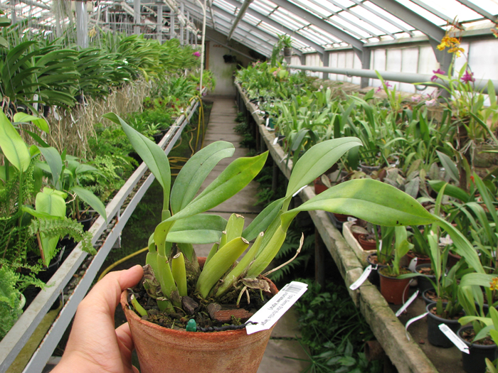 Trpla Senne Star (tortilis 'large' x turialbae 'alpha').jpg