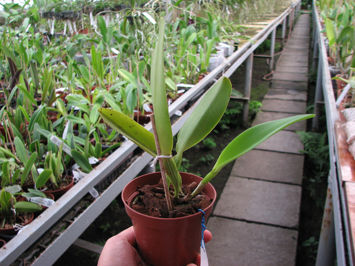 Cattleya dowiana rosea.jpg