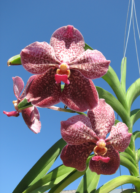 Vanda Kultana Ruby x Vanda Mimi Palmer.jpg