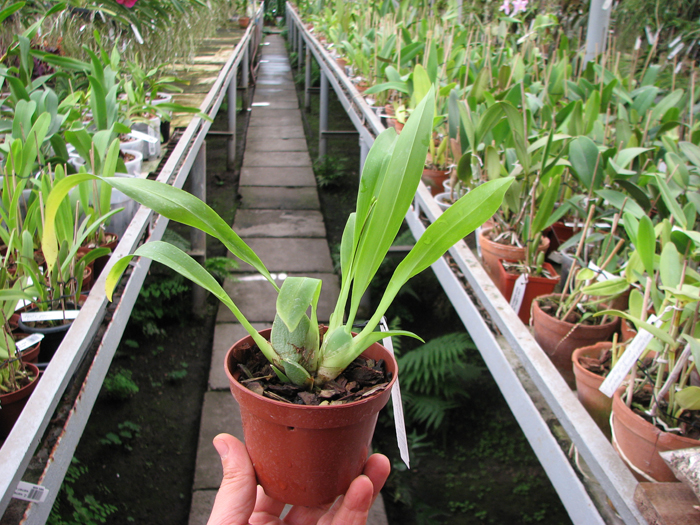 Oncidium Twinkle 'Fragrance Fantasy'.jpg