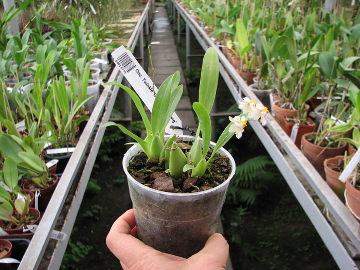 Oncidium Twinkle 'CT White Strong'.jpg