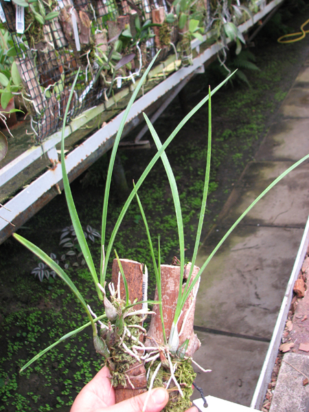 Encyclia bractescens.jpg