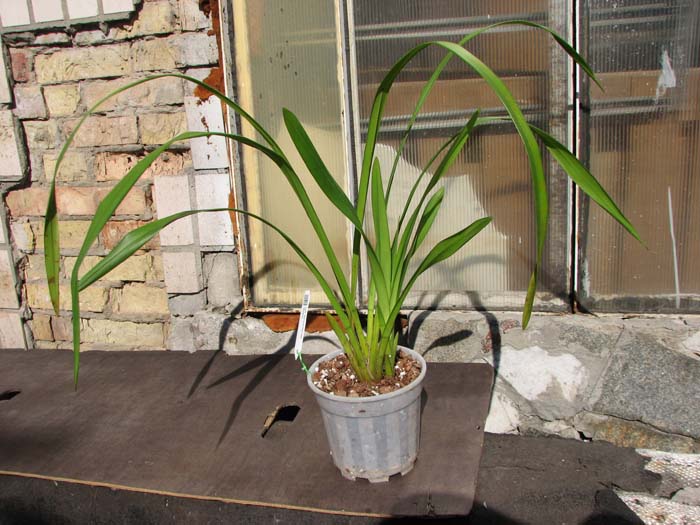 Cymbidium Samurai Hee-Haw 'Shogun'.jpg