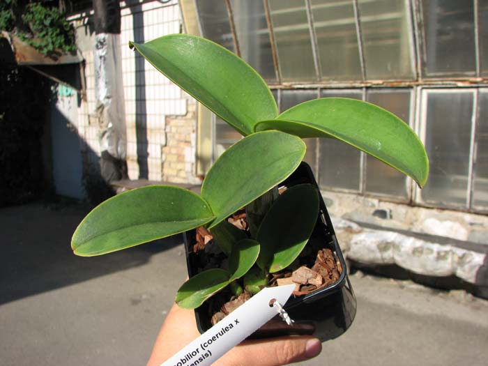 Cattleya nobilior (coerulea x coerulensis).jpg