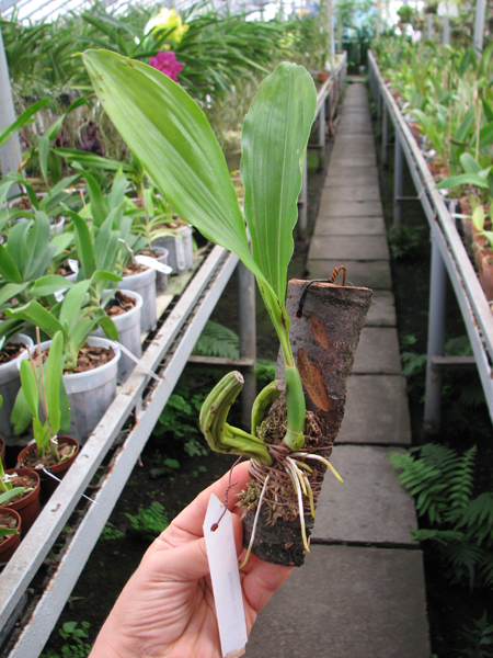 Coelogyne assamica.jpg