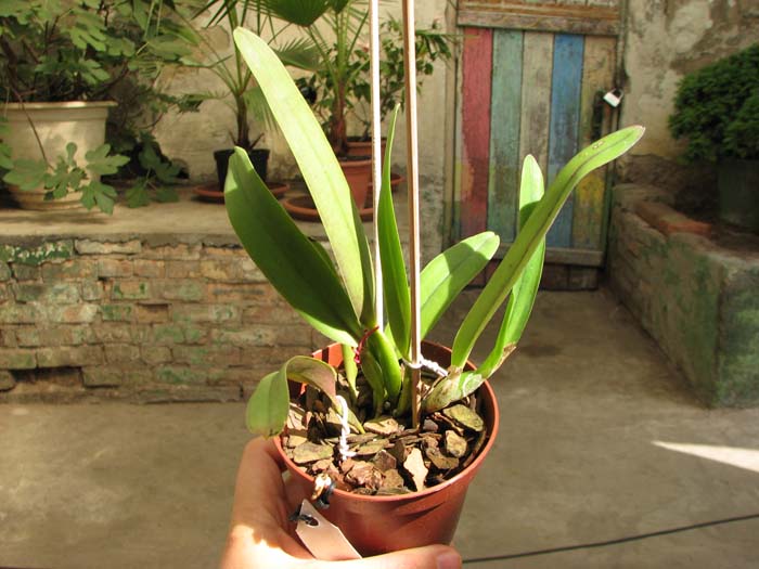 Laelia perrinii alba 'AM' x Laelia perrinii alba 'RK'.jpg