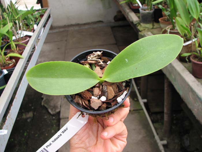 Phal Natasha 'Aiko'.jpg