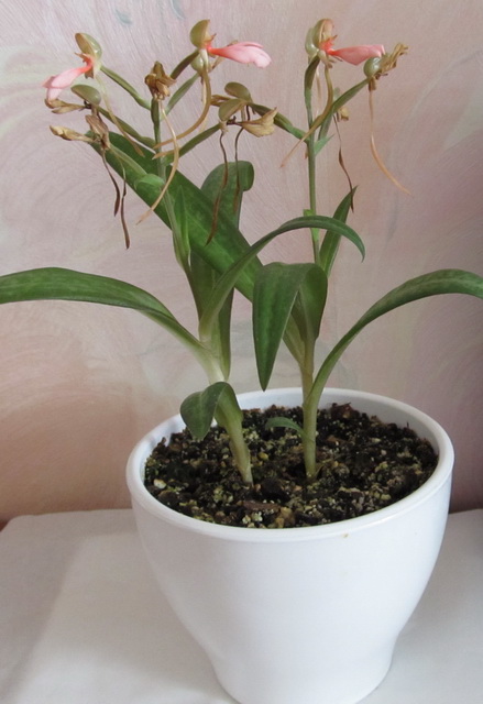 Habenaria rhodocheila 'Pink'