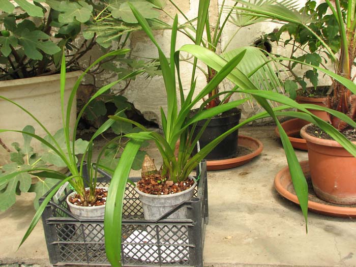 Cymbidium.jpg