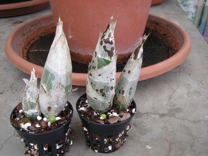 Catasetum (pileatum x expansum Dark).jpg