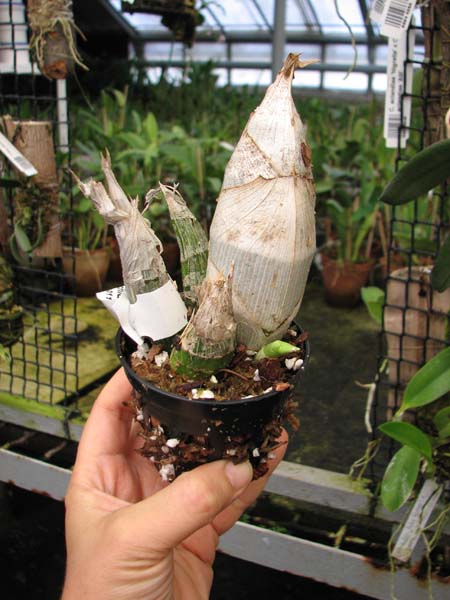 Catasetum pileatum hybrid.jpg