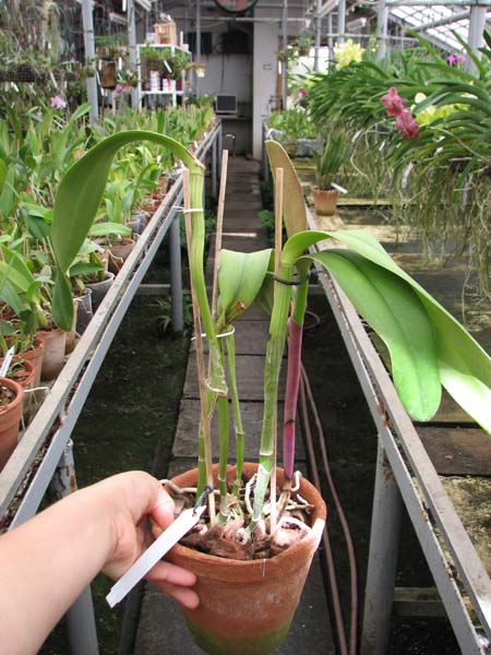 Brassolaeliocattleya Ben Kodama.jpg