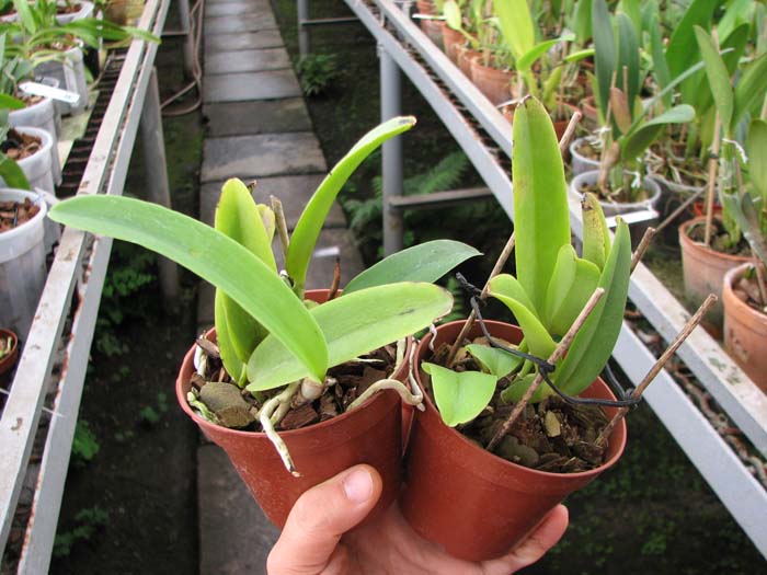 Cattleya maxima semi alba 'AWZ' x SELF.jpg