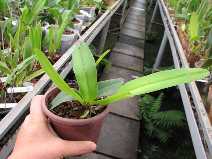 Cattleya maxima semi alba.jpg