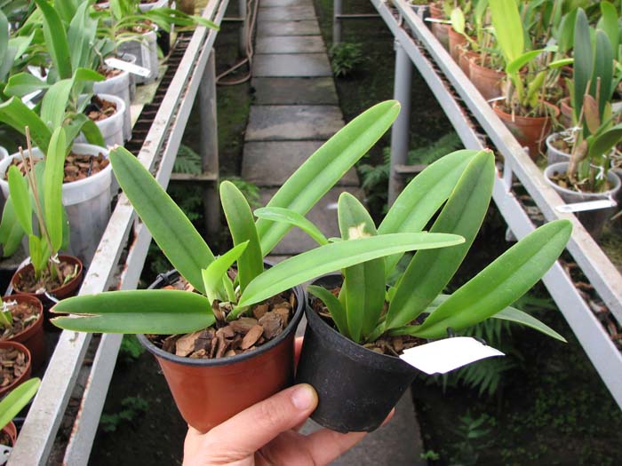 Cattleya maxima semi-alba 'La Pedrena' x self.jpg