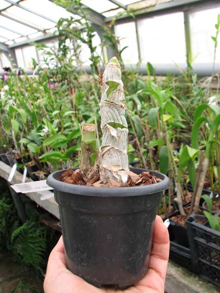 Cycnoches warscewiczii.jpg