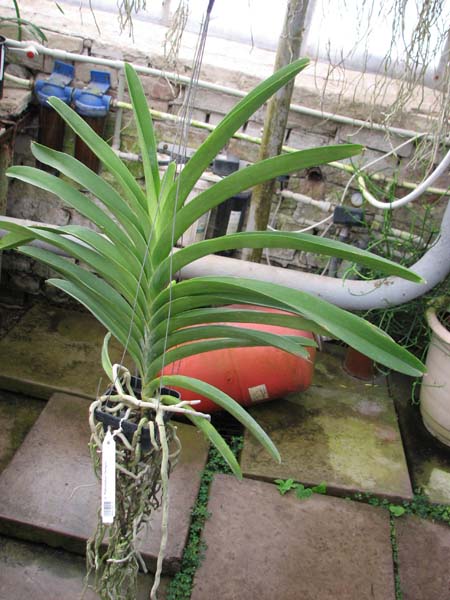 Vanda Ratchaburi Delight.jpg