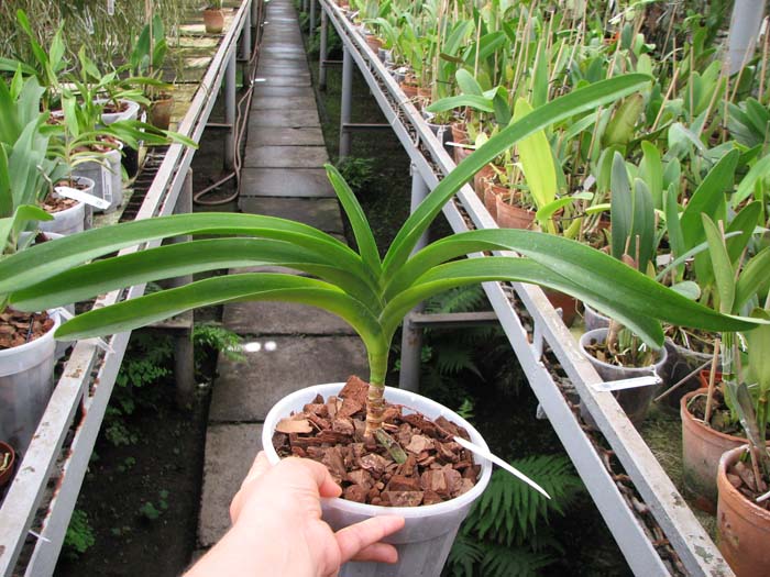 Ascocenda Oriental Lunar Beach x Vanda Chaiya.jpg