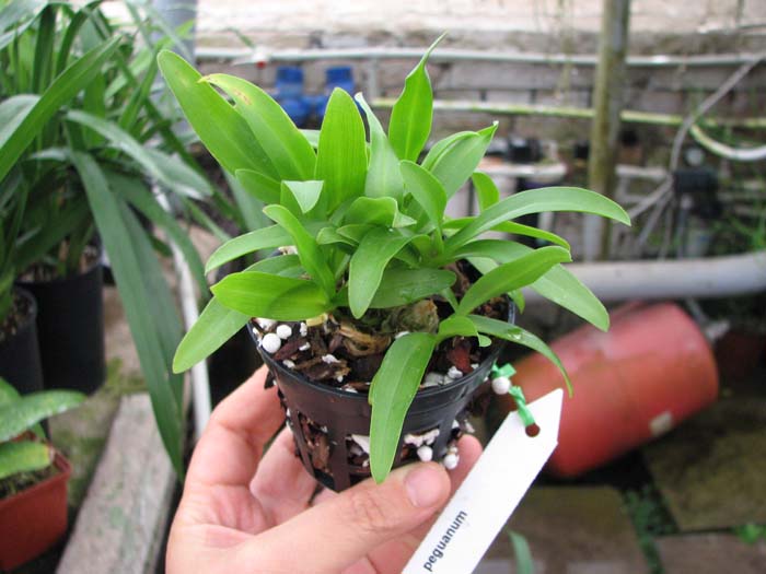 Dendrobium peguanum.jpg