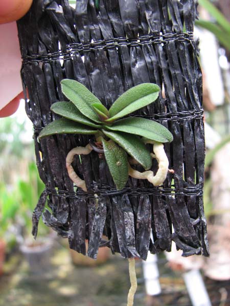 Schoenorchis fragrans.jpg