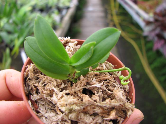 Haraella retrocalla.jpg