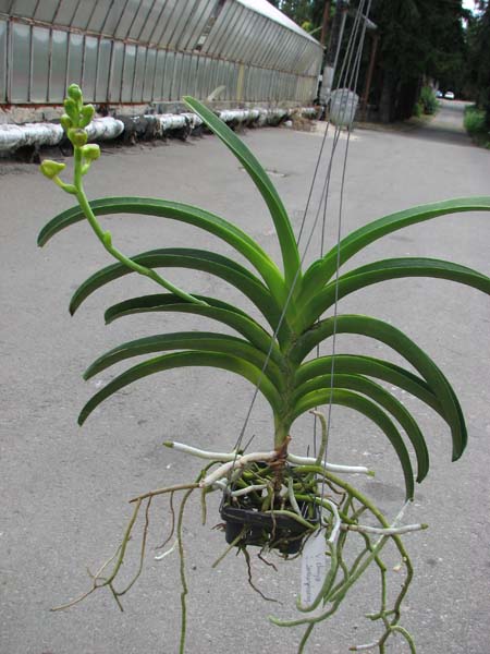 Vanda Chaiya x Vanda Sankamphaeng.jpg