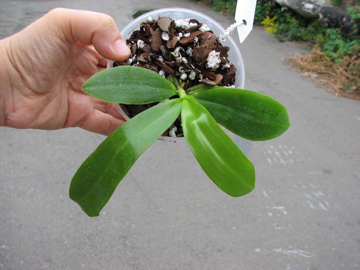 Phalaenopsis tetraspis.jpg