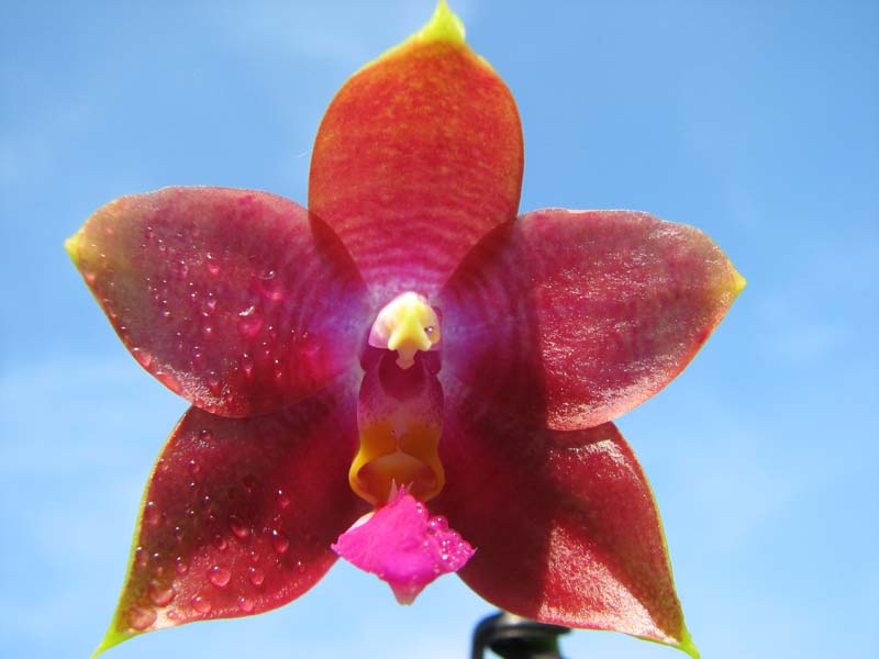 Phalaenopsis Penang Girl.jpg