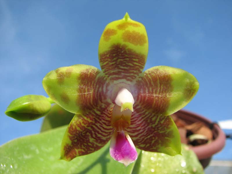 Phalaenopsis amboinensis x Phalaenopsis Penang Girl.jpg