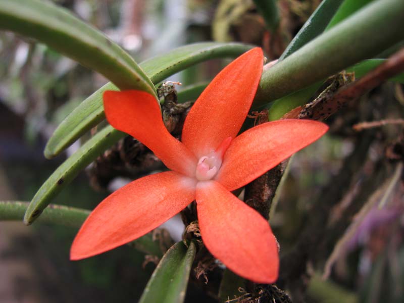 Ceratostylis retisquama.jpg