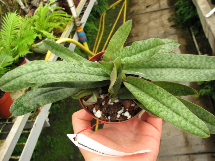 Paphiopedilum bellatulum x spicerianum.JPG